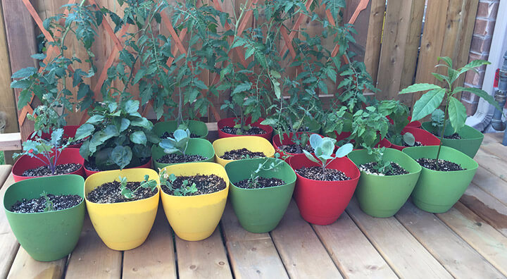 Plants on my deck